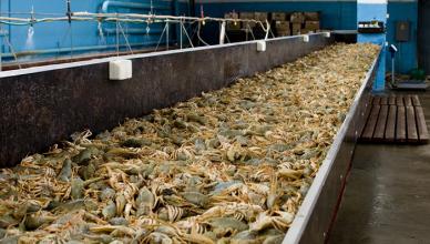 Breeding crayfish as a business: creating a farm, buying crayfish, equipment, maintenance features, business plan